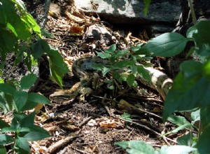 侵入種ニュースpt2-アフリカニシキヘビがフロリダで繁殖している可能性がある 