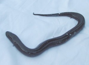 Hur ormar tappade benen – ny teknik ger några svar