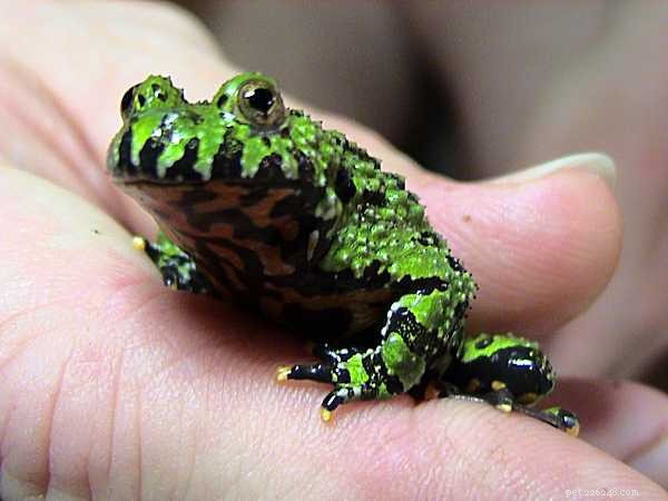 Простое размножение лягушек – разведение огнебрюхих жаб
