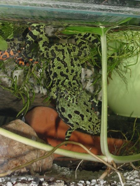 Zjednodušená reprodukce žáby – chov kuňky ohnivé