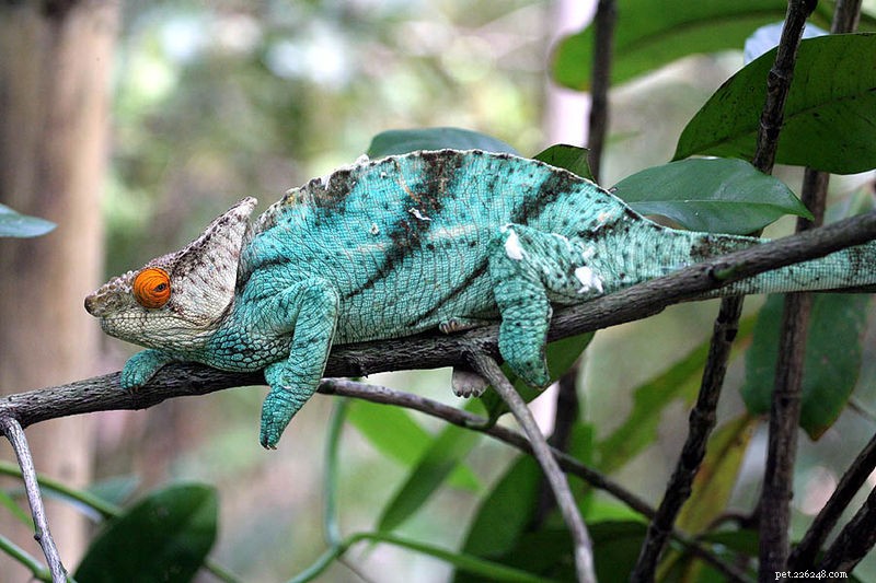 Chameleon poznámky – vzácný belalandský chameleon; Pet Choices; Nový výzkum
