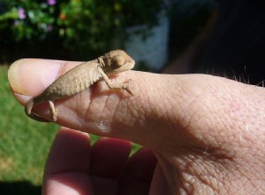 Chameleon poznámky – vzácný belalandský chameleon; Pet Choices; Nový výzkum