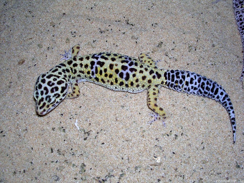 Geckos léopards à l état sauvage – L histoire naturelle d un animal de compagnie populaire