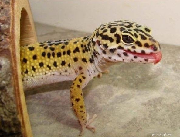 Leopardí gekoni ve volné přírodě – přírodní historie oblíbeného domácího mazlíčka