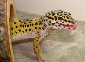 Leopardgeckos i det vilda – ett populärt husdjurs naturhistoria