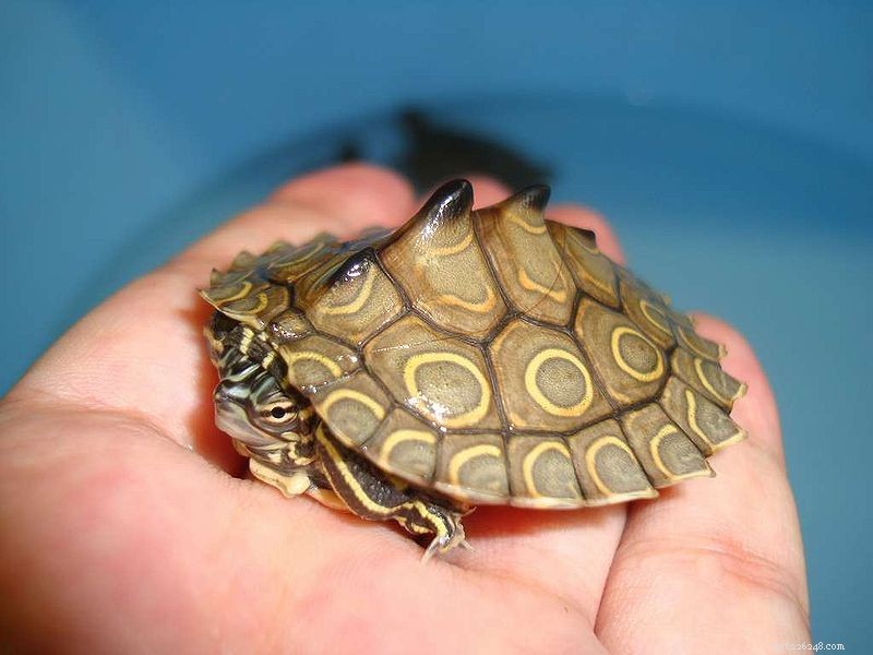 12 miljoner sköldpaddor exporterade från USA på 5 år – så här hjälper du