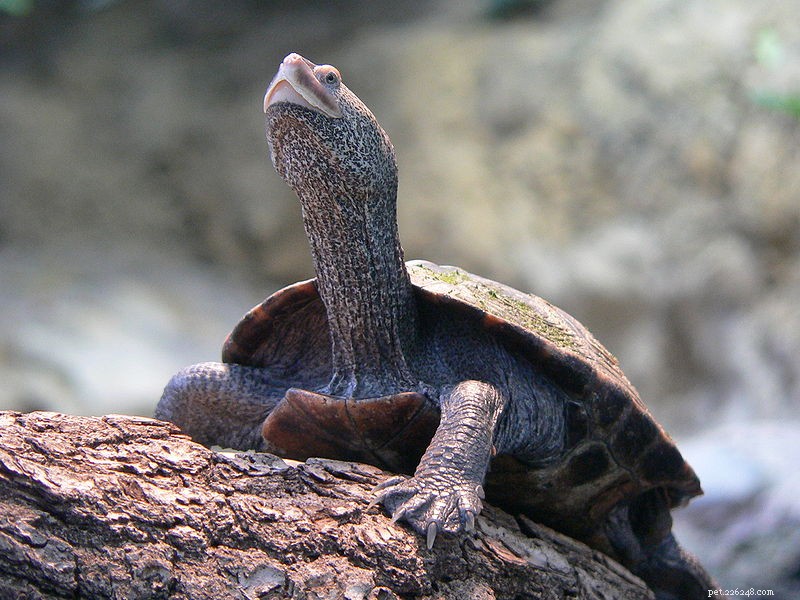 5년 동안 미국에서 1,200만 마리의 거북이 수출 – 다음은 도움이 되는 방법입니다.