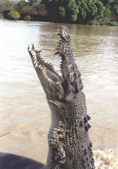 Onlangs gevangen krokodil van één ton is misschien wel het grootste reptiel dat ooit is geregistreerd
