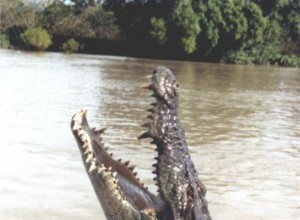 Nyligen fångade ett ton krokodil kan vara den största reptilen som någonsin registrerats
