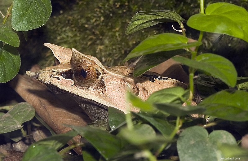 Allevamento della rana foglia malese (rana dal naso lungo o cornuta del Borneo)