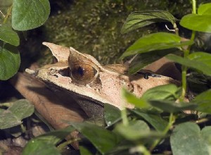 Chov listové žáby malajské (rohatka dlouhonosá nebo bornejská)