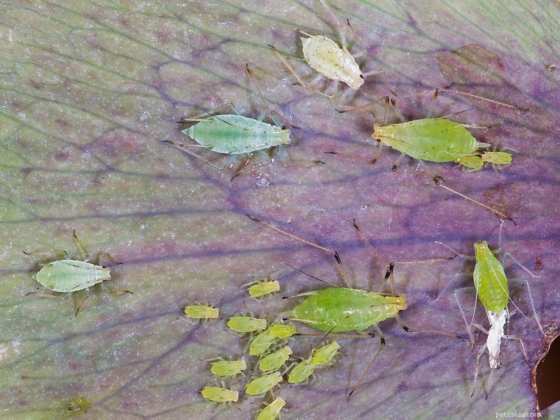 Het kweken van de Maleise bladkikker (lange neus of Borneose gehoornde kikker)