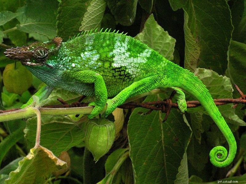 Chameleoní diety – nejlepší krmivo pro domácí chameleony