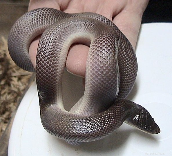 Pythons terrestres de Calabar et pythons nains mexicains – Des fouisseurs uniques pour les fans de python