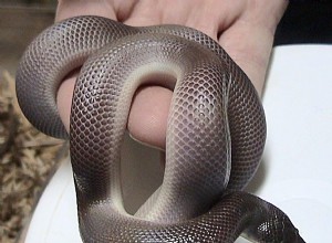 Calabar Ground and Mexican Dwarf Pythons – Unika Burrowers för Python-fans