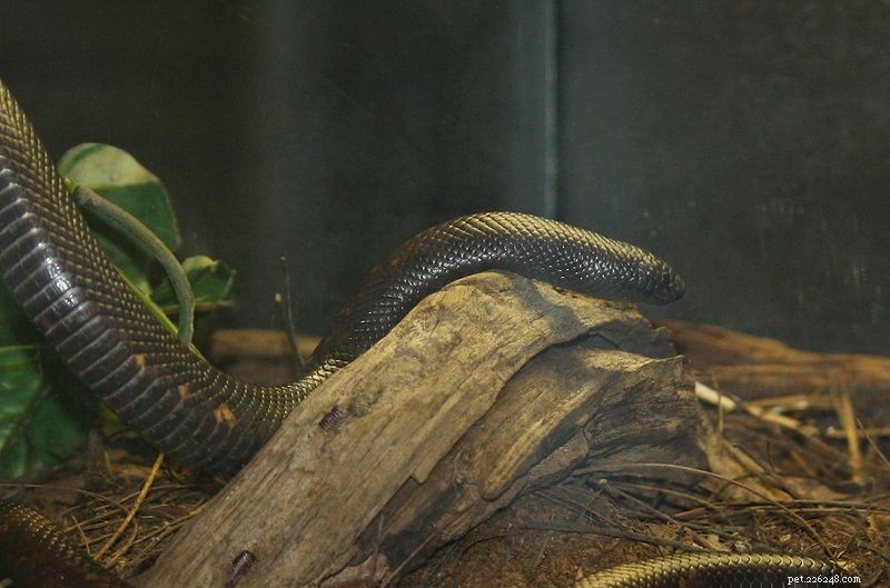 Calabar Ground and Mexican Dwarf Pythons – Unika Burrowers för Python-fans