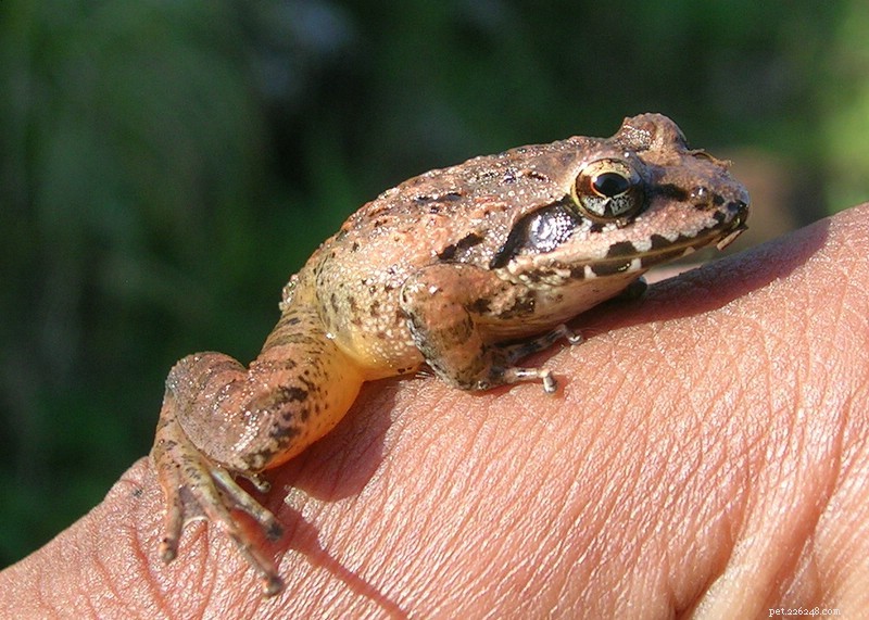 Notizie sulla rana – Il girino terrestre vive sugli alberi e si nutre di legno
