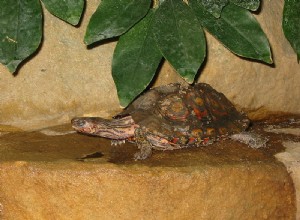 Reptilhobbyister – Hjälper eller hindrar reptil- och amfibieskydd?