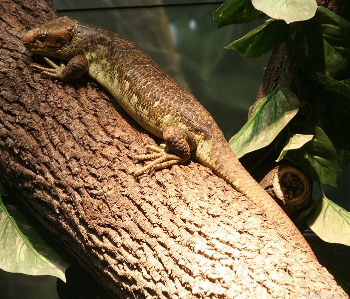 Amateurs de reptiles – Aider ou entraver la conservation des reptiles et des amphibiens ?