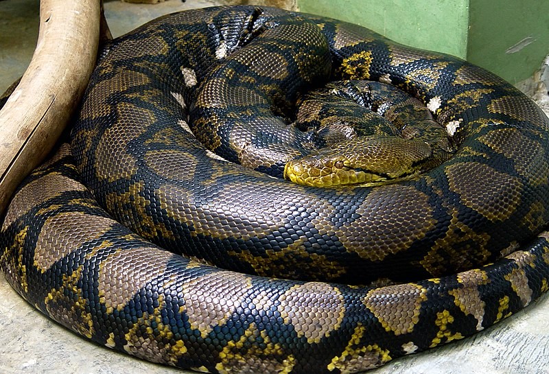 Storia naturale del pitone reticolato:un serpente gigante negli habitat selvaggi e urbani