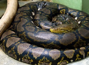 アミメニシキヘビの自然史–野生および都市の生息地における巨大なヘビ 