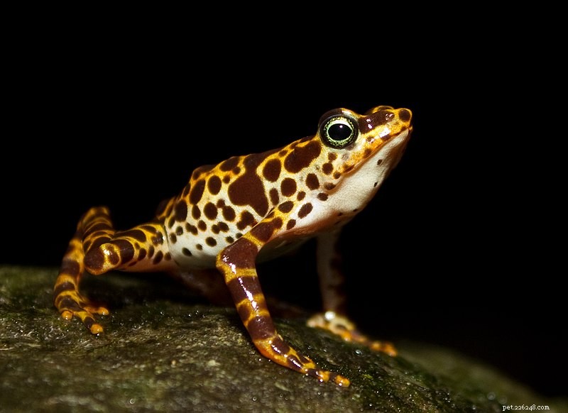 Разноцветная радужная жаба, «пропавшая без вести» с 1924 года, найдена на Борнео