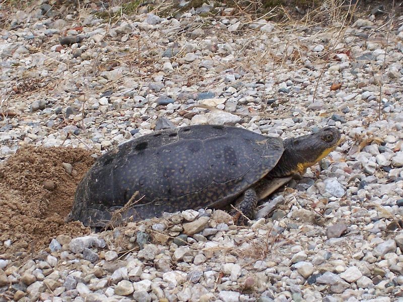 Let op:vrouwelijke schildpadden, zelfs als ze niet zijn gedekt, moeten een nestplaats hebben