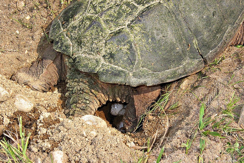 Cuidado:as tartarugas fêmeas, mesmo sem acasalamento, devem receber um ninho