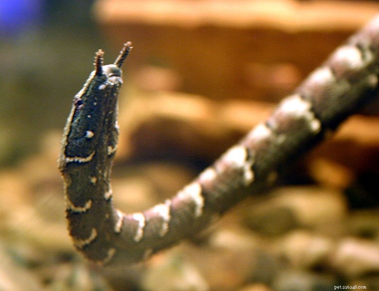爬虫類および両生類の水族館およびテラリウムでの砂利下フィルターの使用 