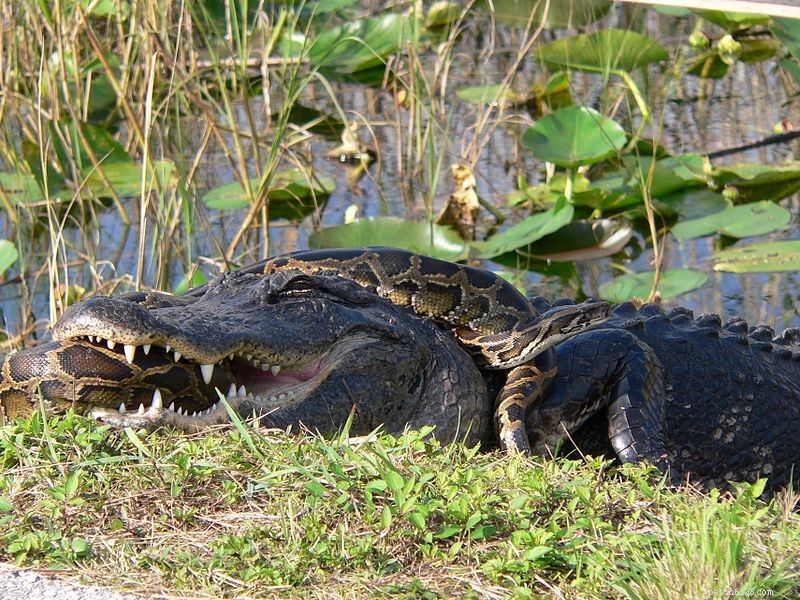 Myth-Buster – Zullen niet-inheemse Birmese pythons zich buiten Zuid-Florida verspreiden?