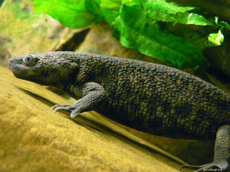 Den bästa dieten för vattensalamander i fångenskap och mexikanska axolotler