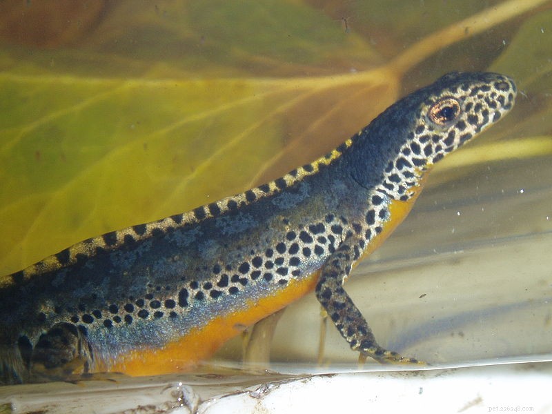 Het beste dieet voor gevangen salamanders en Mexicaanse axolotls
