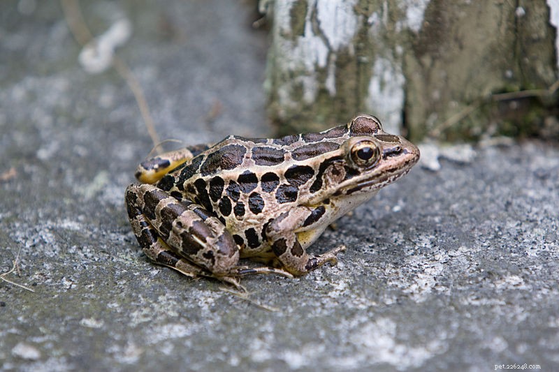 La storia naturale e la cura in cattività della rana Pickerel