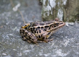 Естественная история и уход за лягушкой-пикерелем в неволе