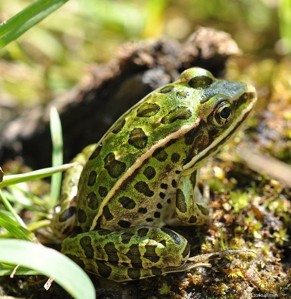 La storia naturale e la cura in cattività della rana Pickerel