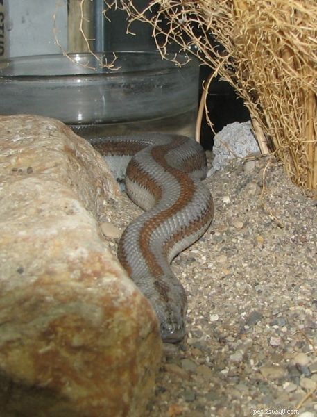 De beste slangenhuisdieren – 5 topkeuzes voor slangenhouders