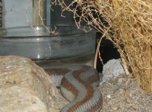 Os melhores animais de estimação de cobras – 5 principais opções para cuidadores de cobras
