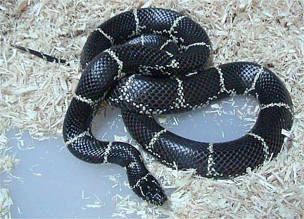 Nejlepší hadí mazlíčci – 5 nejlepších možností pro chovatele hadů
