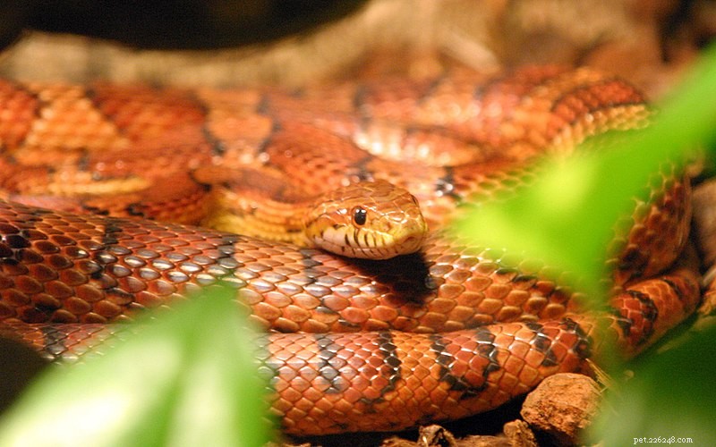 I migliori animali domestici dei serpenti:5 scelte migliori per i custodi dei serpenti