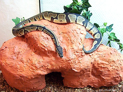 I migliori animali domestici dei serpenti:5 scelte migliori per i custodi dei serpenti