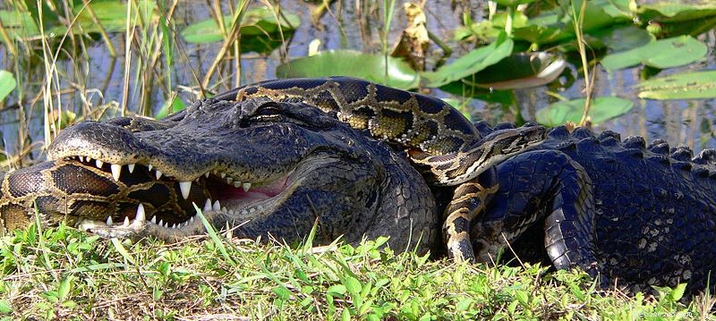 Pythons birmans à l état sauvage - L histoire naturelle d un serpent géant