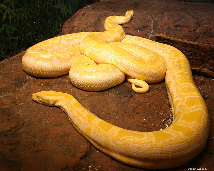 野生のビルマニシキヘビ–巨大なヘビの自然史 