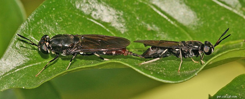 Larve di mosca soldato nero (calciworms) come cibo per rettili e anfibi