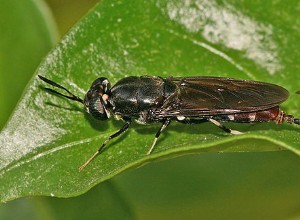 Larvas de mosca do soldado negro (vermes calcários) como alimento para répteis e anfíbios