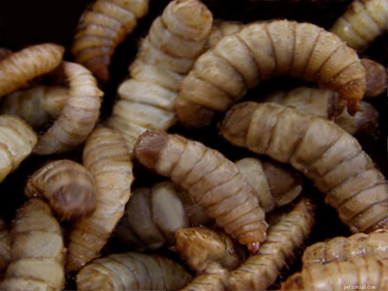 爬虫類と両生類の餌としてのアメリカミズアブ（Calciworms） 