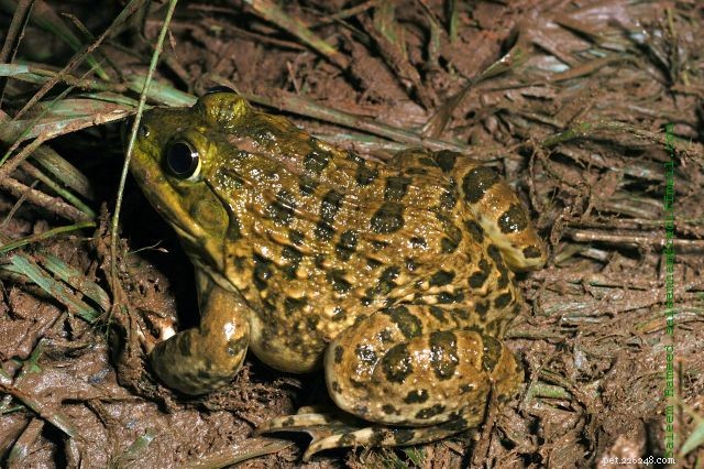 개구리 다리 거래로 매년 수십억 마리의 개구리를 죽이고 종의 생존을 위협합니다.