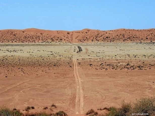 Sociétés de lézards – Des familles de scinques du Grand désert construisent des maisons communes