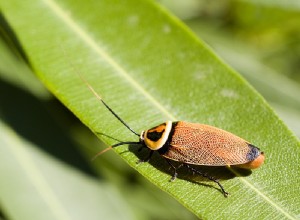 관광 리조트에서 발견된 새로운 바퀴벌레, 메뚜기처럼 점프