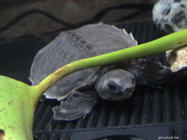 De bästa filtren för rödörade glidare och andra vattenlevande sköldpaddor