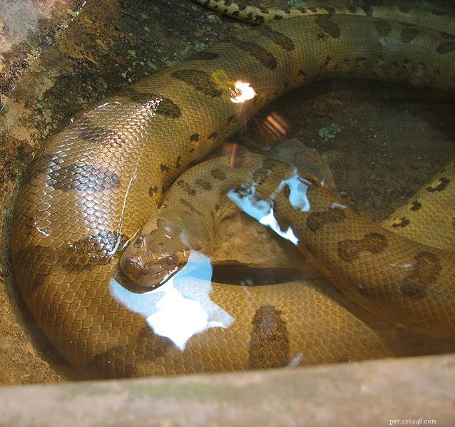 Cuidados em cativeiro da maior cobra do mundo – Mantendo a anaconda verde